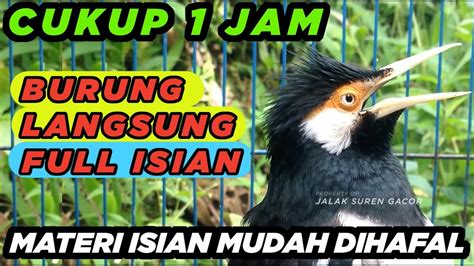 JALAK SUREN GACOR FULL ISIAN Gampang Dan Mudah Masuk Untuk PANCINGAN