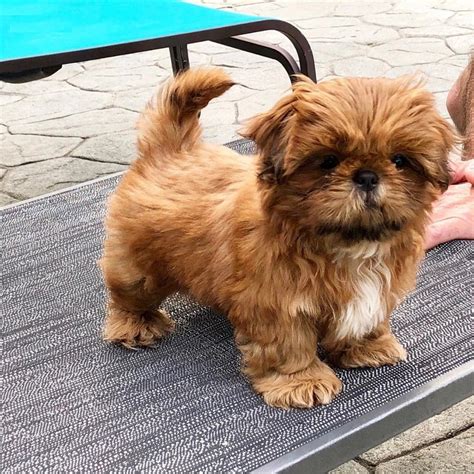 Shih Tzu Poodle Mix Puppies For Sale Near Me Bleumoonproductions