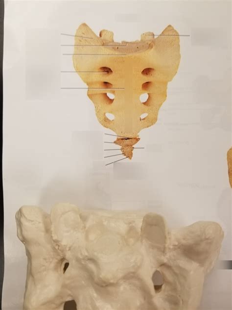 Sacrum And Coccyx Diagram Quizlet