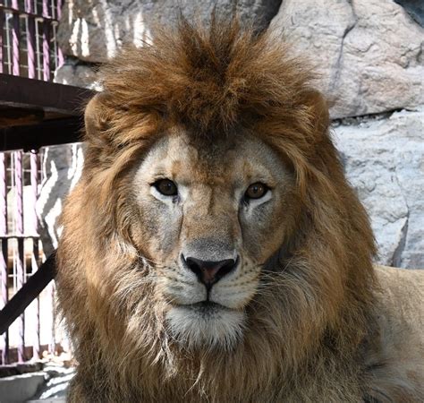 ライオン 【公式】池田動物園