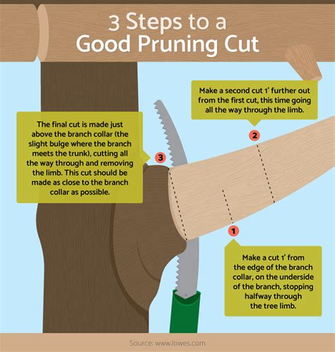 Properly Prune Trees And Shrubs