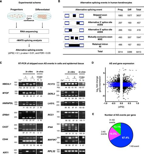 Alternative Mrna Splicing Events And Regulators In Epidermal Differentiation Cell Reports