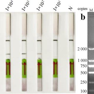 Sensitivity Of The LFD RPA Assay And Conventional RT PCR Using 10 Fold