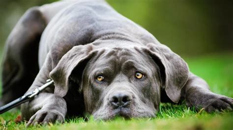 Mastino Napoletano Caratteristiche Temperamento Storia Altro