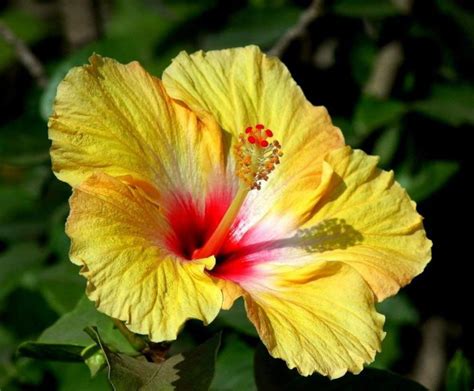 Health Benefits Of Hibiscus Uses Of Hibiscus Trustherb