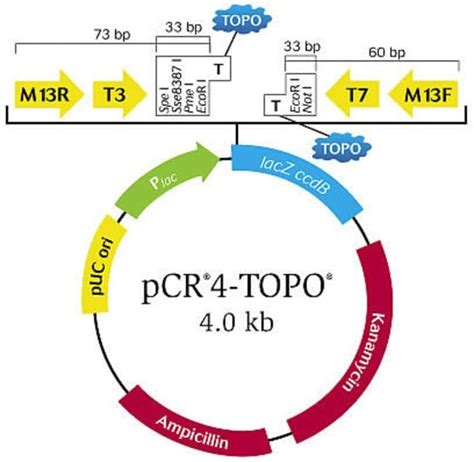 Topo Ta Cloning Kit For Sequencing Without Competent Cells Thermo