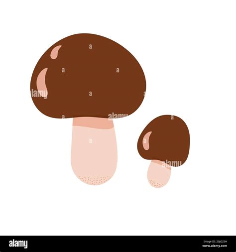 Forest Edible Yellow Boletus Mushroom Vector Illustration Seasonal