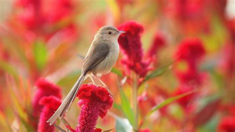 Floral Splendor A Source Of Inspiration For Avian Life