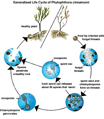 What Is Phytophthora Cinnamomi Department Of Natural Resources And