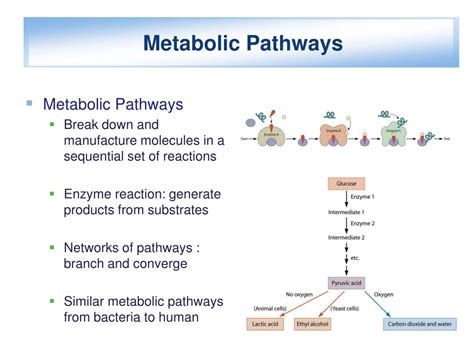 Types Of Metabolic Pathways