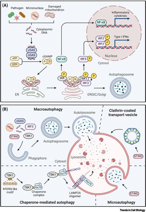 Lysosomal Control Of The Cgas Sting Signaling Trends In Cell Biology