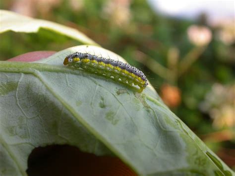 Vegetable Caterpillars In Brassica Crops Center For Agriculture