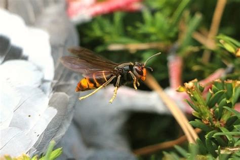 Why Are Asian Hornets Invading The Uk Diamond Pest Control