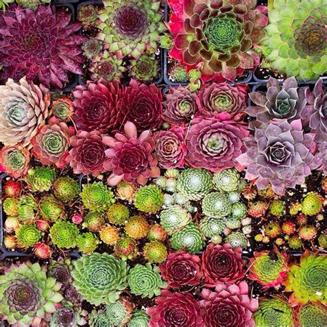 50 100 Mixed Succulent Sempervivum Lilac Time Rare Succulents Etsy