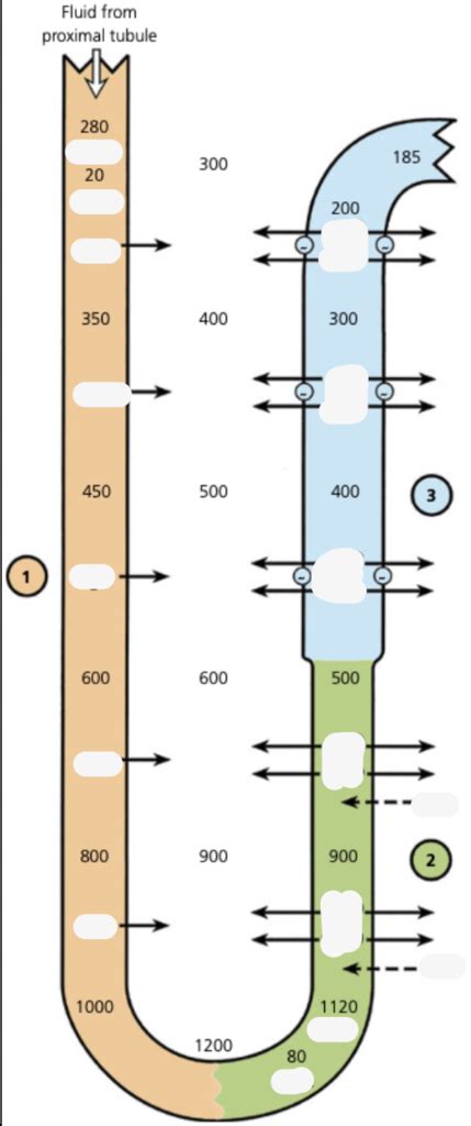 BIO FINAL Exam 1 Review Diagram Quizlet