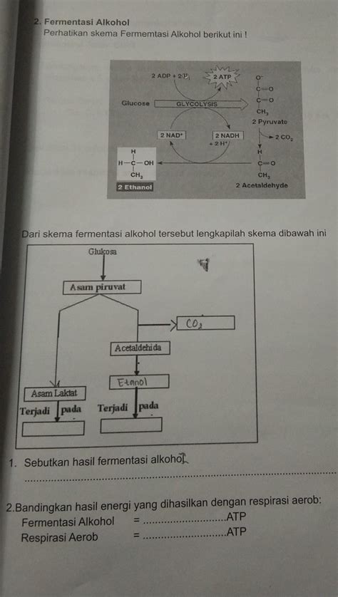 Perhatikan Skema Fermentasi Alkohol Berikut Ini Dari Skema Fermentasi