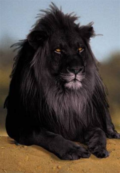 The Nicest Pictures: black lion