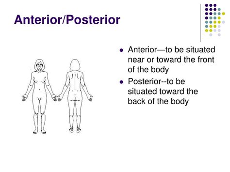 Anterior Vs Posterior Arm