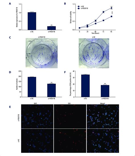 Knockdown Of Pou F B Inhibited Proliferation And Viability In Cervical