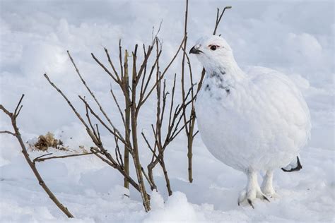 Ptarmigan Toes | BirdNote