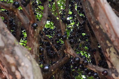 Eat your Elements: Recipes and Food: Jabuticaba Pie