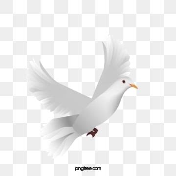 White Dove Flying Animation