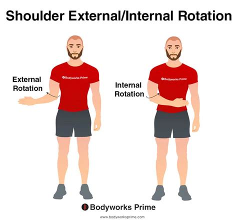 Rotator Cuff Muscles Anatomy Bodyworks Prime