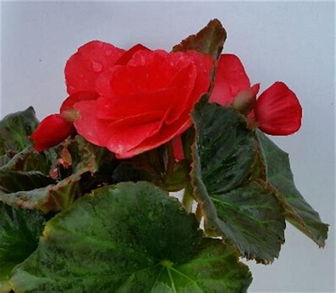 Begonia Begonia X Hybrid Solenia Red From American Farms