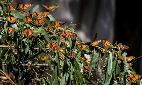 Monarch Butterflies Born In Captivity Have Trouble Migrating South