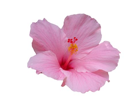 Hawaiian Hibiscus Flower Hawaiian Hibiscus Plant Stem Pink Flower Png