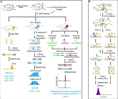 Schemes Of Antibody Based Sequencing Technologies A Schematic Diagrams Download Scientific