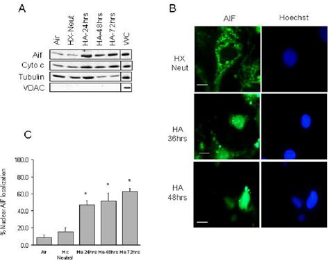 4 AIF Is Released From The Mitochondria And Translocates To The