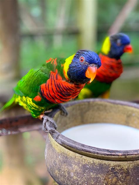 Rainbow Lorikeet Bird Colourful - Free photo on Pixabay - Pixabay