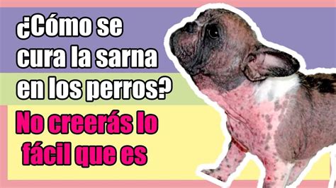 Cómo se cura la sarna en los perros No creerás lo fácil que es