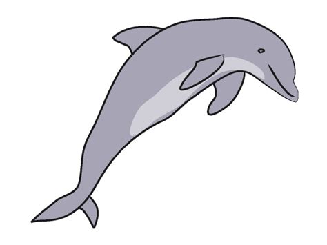 Free Dolphins Jumping Cliparts Download Free Dolphins Jumping Cliparts