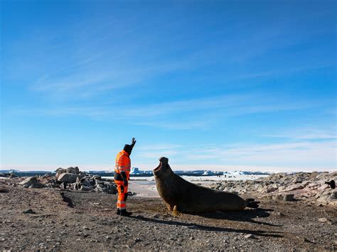 Fitted With Sensors, Antarctic Seals Track Water Temperatures | WIRED