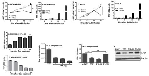 Ttp Inhibits C Jun Transcription Via Zinc Finger At Mda Mb A