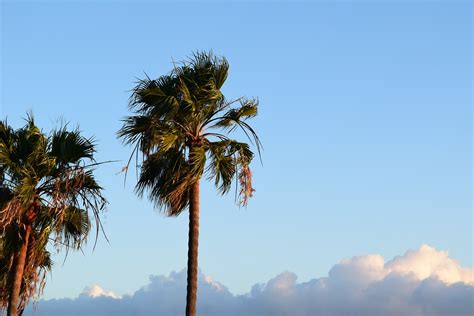 Malibu Palm Trees Sky Free Photo On Pixabay Pixabay