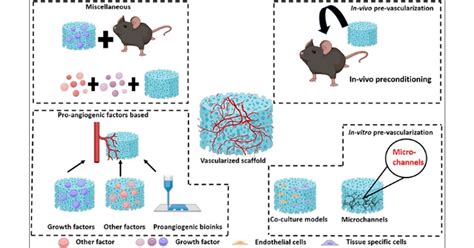 Strategies To Promote Vascularization In 3D Printed Tissue Scaffolds