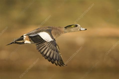 american widgeon stock image  science photo library