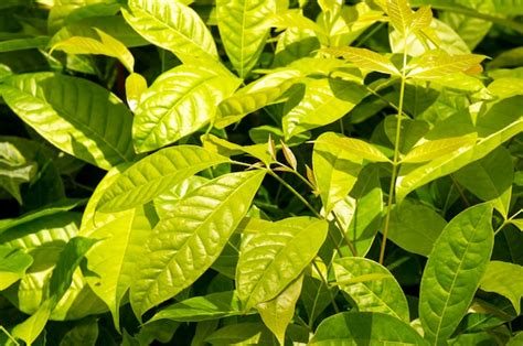 Plántulas de caoba swietenia macrophylla en un vivero de árboles en