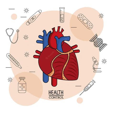 Sistema Cardiovascular Colorido En Primer Plano Vector Premium