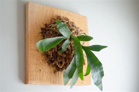 Staghorn Fern Care Growing Staghorn Fern Hgtv