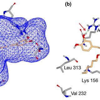 Molecular Docking Of Rosmarinic Acid Hexyl Ester RAhex With The