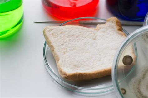 80+ Moldy Bread Experiment Stock Photos, Pictures & Royalty-Free Images - iStock