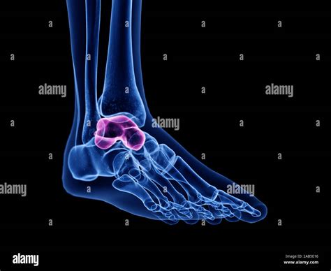 Talus Bone High Resolution Stock Photography and Images - Alamy