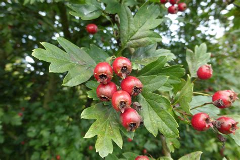 Crataegus Monogyna Unikat Baumschule Lve