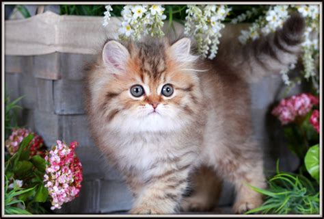 Shaded Golden Teacup Persian Kitten For Sale