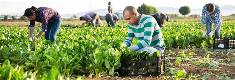 O que é Agricultura de Jardinagem e como funciona