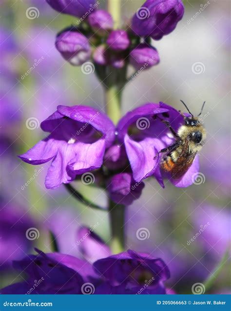 Yellow-fronted Bumblebee Resting on a Rocky Mountain Penstemon Flower